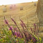 Gite nature Cote d'Opale | Le Bois Roger Cote d'Opale